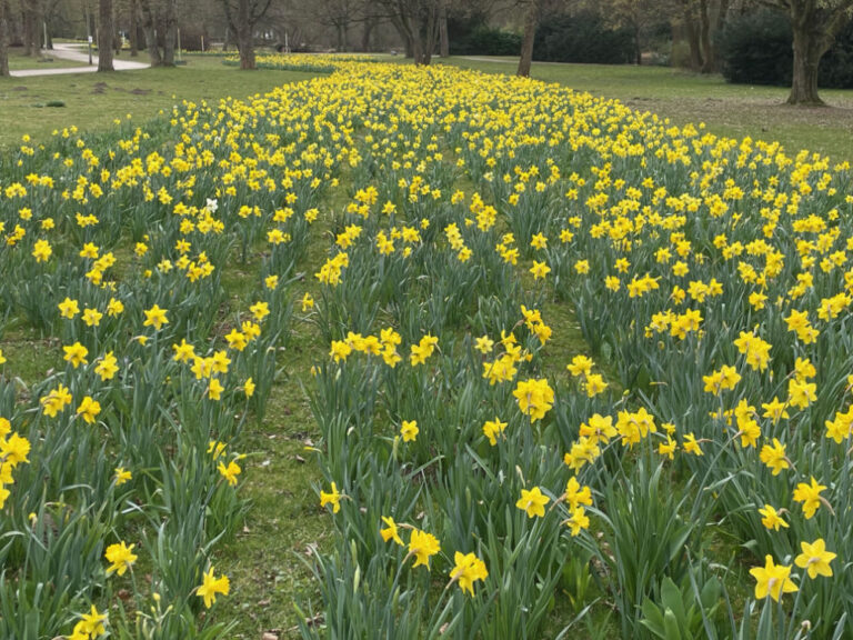 Frühling in den Parks von Mönchengladbach